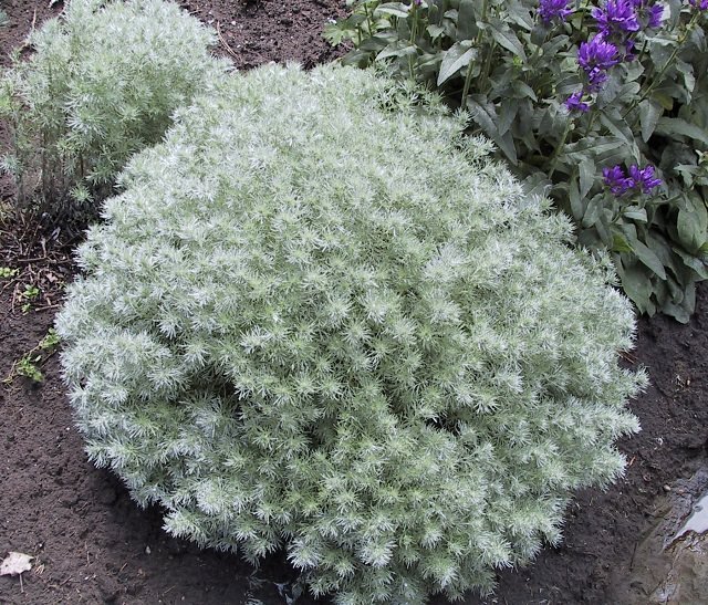 Silvermound Artemisia