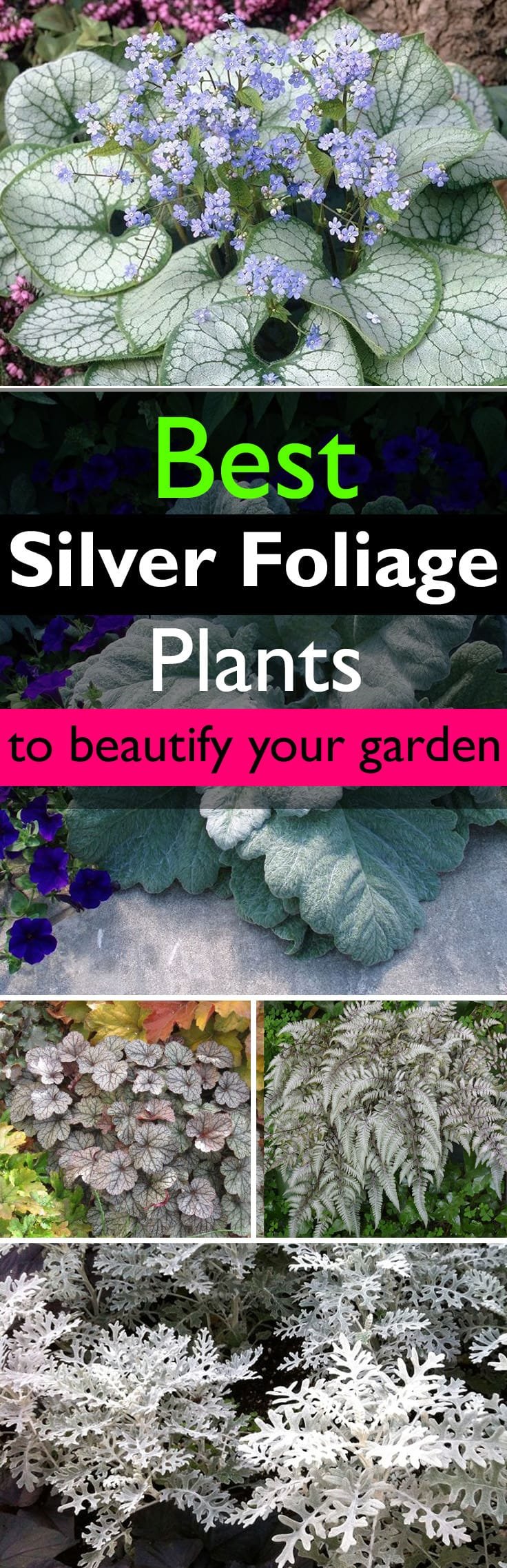 Silver foliage plants have amazing quality-- they can highlight other plants and flowers in the garden. Learn more about them and find out the best you can grow.