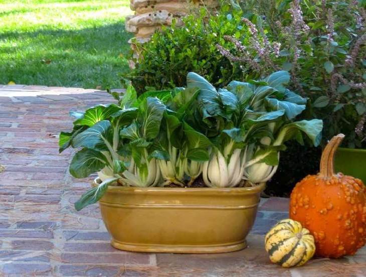 Growing vegetables in containers? Learn about the best and most Productive Vegetables to Grow in Pots to have the bountiful harvest this growing season.