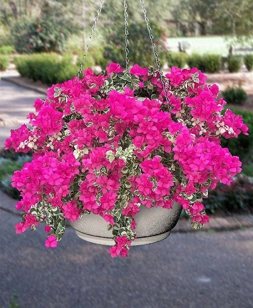 Best Trailing Perennials for Hanging Baskets and Plant Arrangements 18