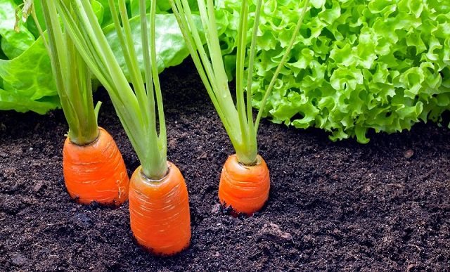 carrot-companion-plants