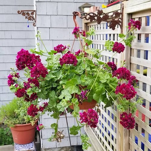 Best Plants For Hanging Baskets 29