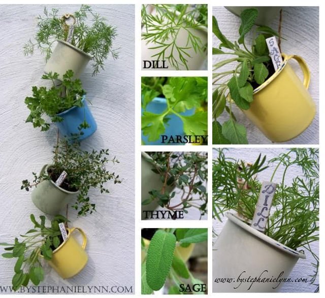 tea-cup-herb-garden