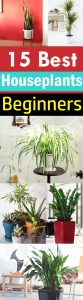 15 Best Houseplants For Beginners | Balcony Garden Web