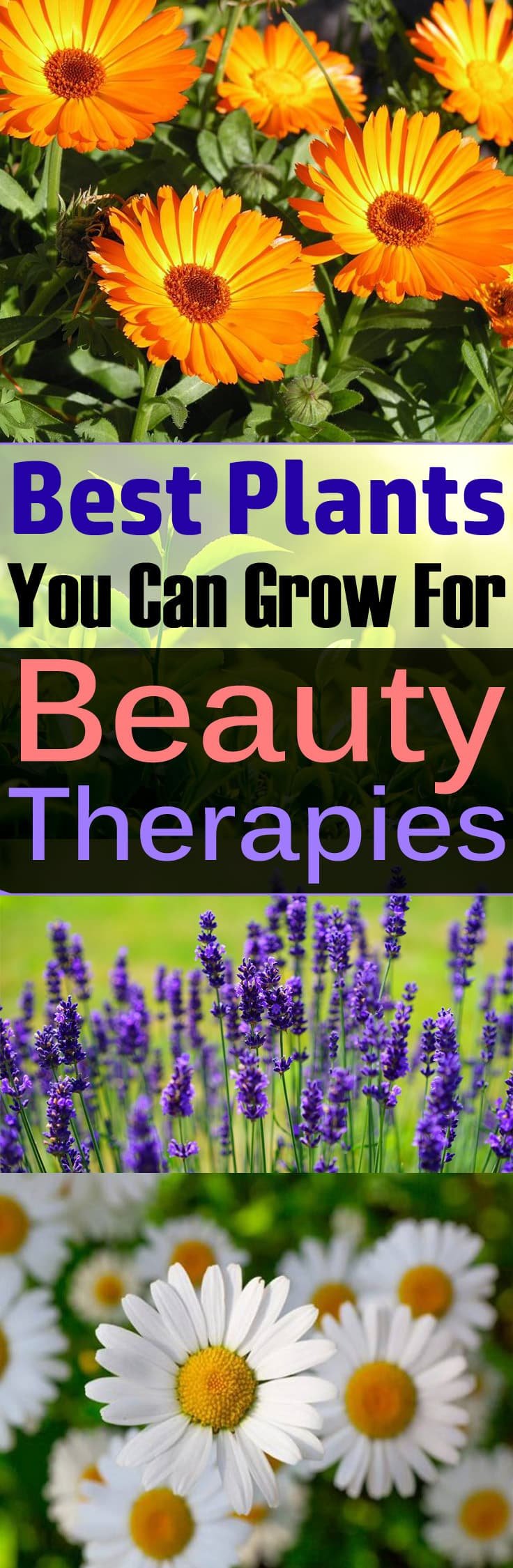 Want to grow plants that can make you more beautiful? Just learn about the plants you can grow for beauty therapies. Must Read!