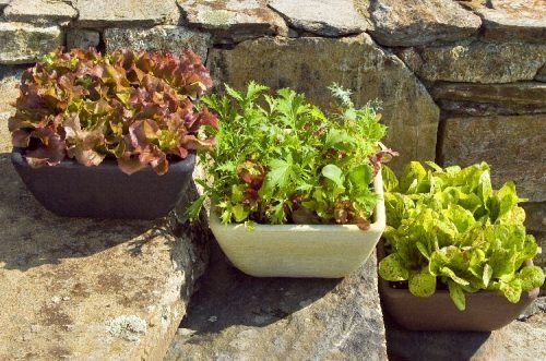 Growing Lettuce In Containers