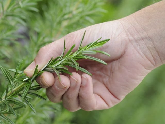 How to harvest and preserve your fresh garden herbs