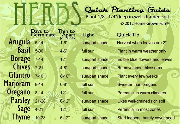 Indoor Herb Garden Infographics (4)