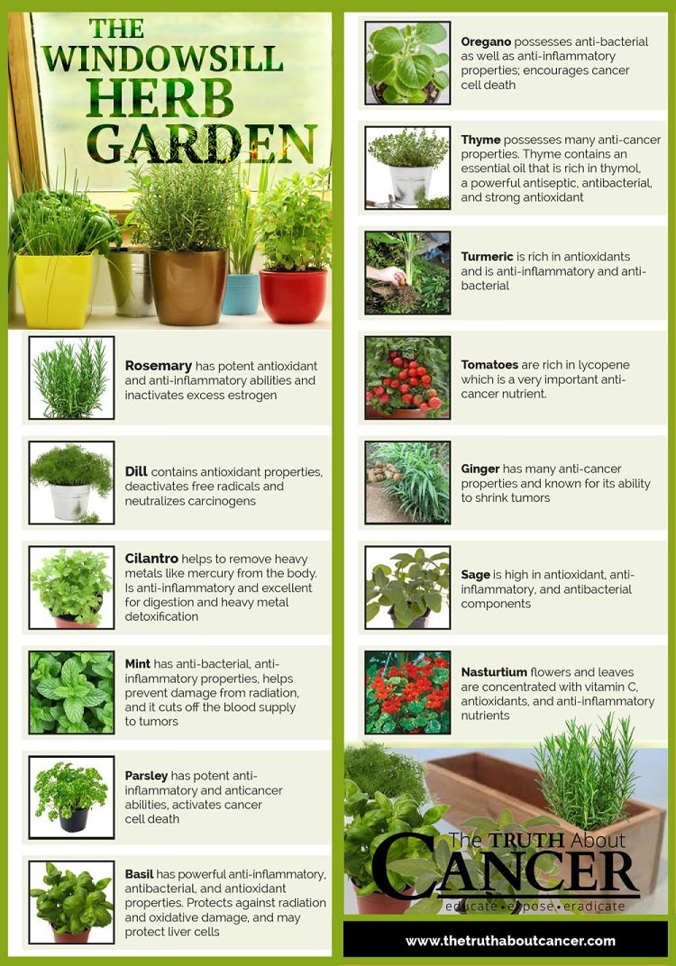 Indoor Herb Garden Infographics (6)