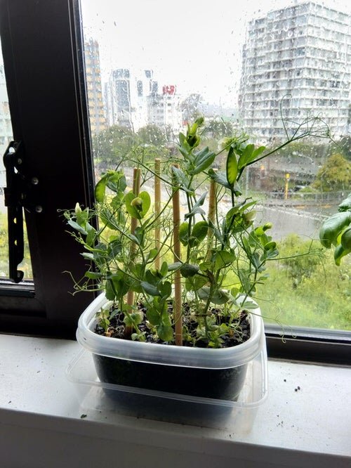 Windowsill Vegetable Gardening 36