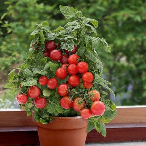 Windowsill Vegetable Gardening 2