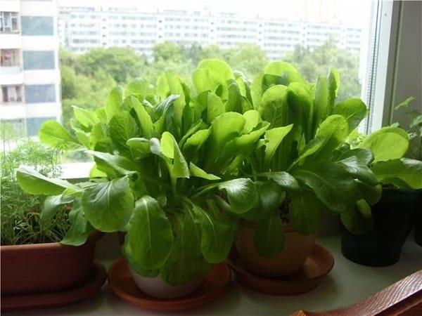 Windowsill Vegetable Gardening idea