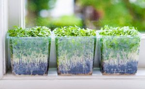 17 Vegetables to Grow on a Window: Windowsill Vegetable Garden