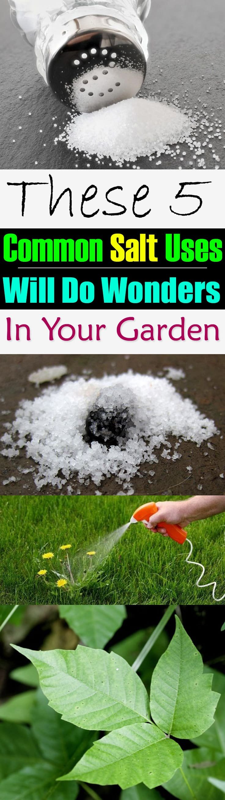 Salt is a must have in the kitchen but do you know it can be used in the garden, too! Here are the 5 best common salt uses for you to look at.