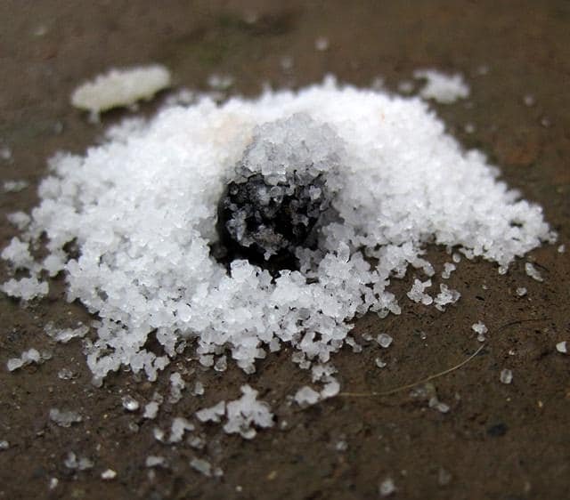 Common Salt Uses in Garden 1