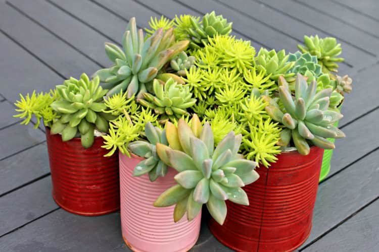 Painted Can Succulent Planter