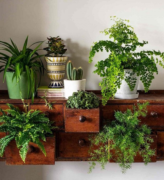 Plant house-plants in a dresser