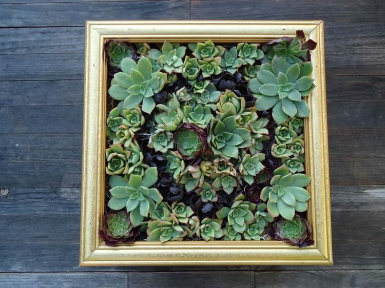Succulent Green Wall with an Old Frame