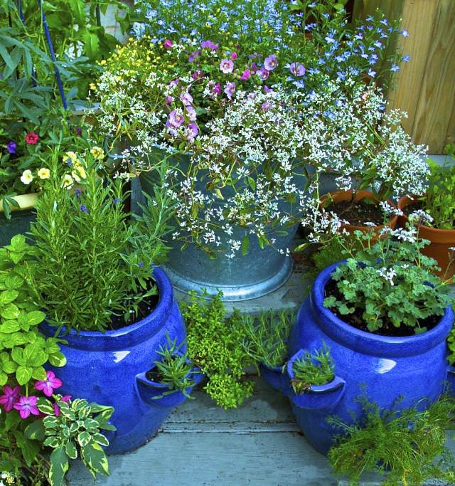 Use herbs to repel pests