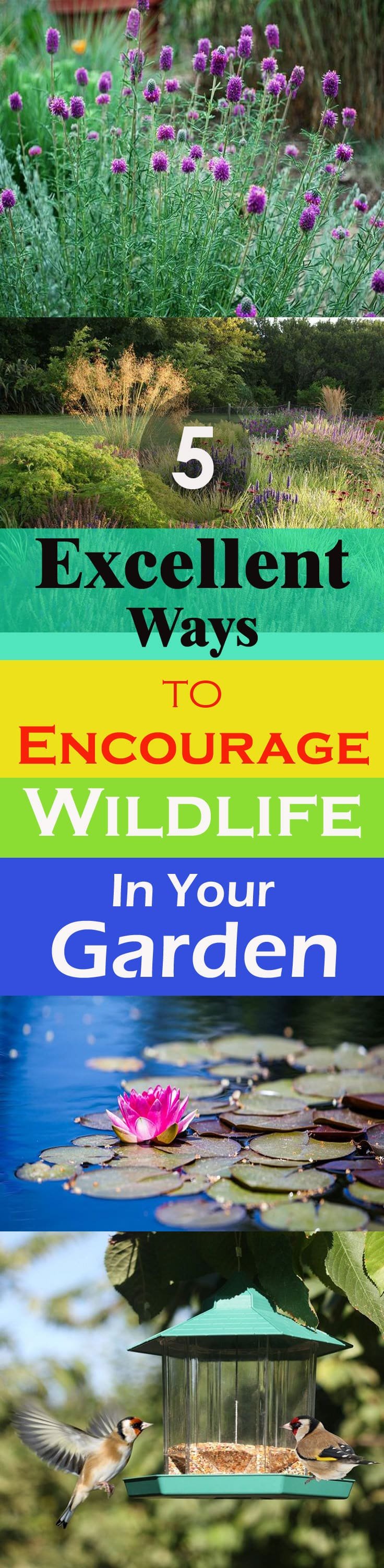 Attracting wildlife into your garden can make it more lively, it will also improve the overall health of your garden. Here are the 5 ways to do this!
