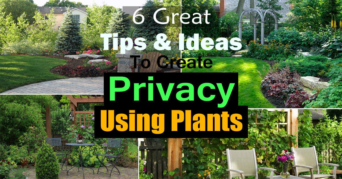 6 Great Tips And Ideas To Create Privacy Using Plants | Balcony Garden Web