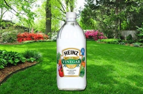 Amazing Vinegar Uses in Gardens and Homes