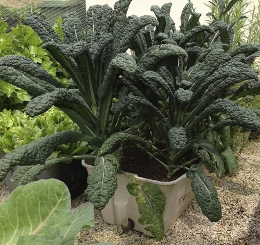 Fast Growing Vegetables 6