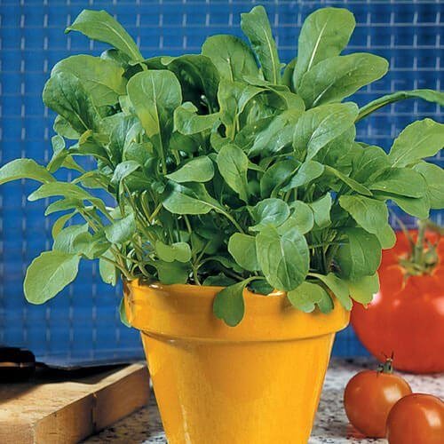 Vegetables With Shallow Roots To Grow In Small yellow Pots 