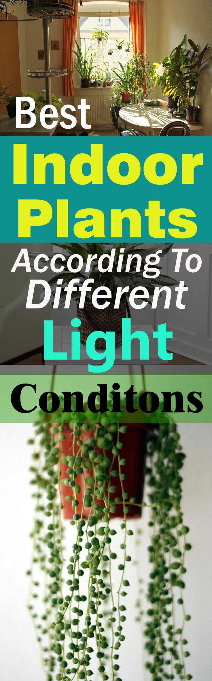 best-indoor-plants-according-to-different-light-conditions2-copy