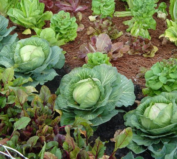 everything-you-need-to-know-about-vegetable-crop-rotation