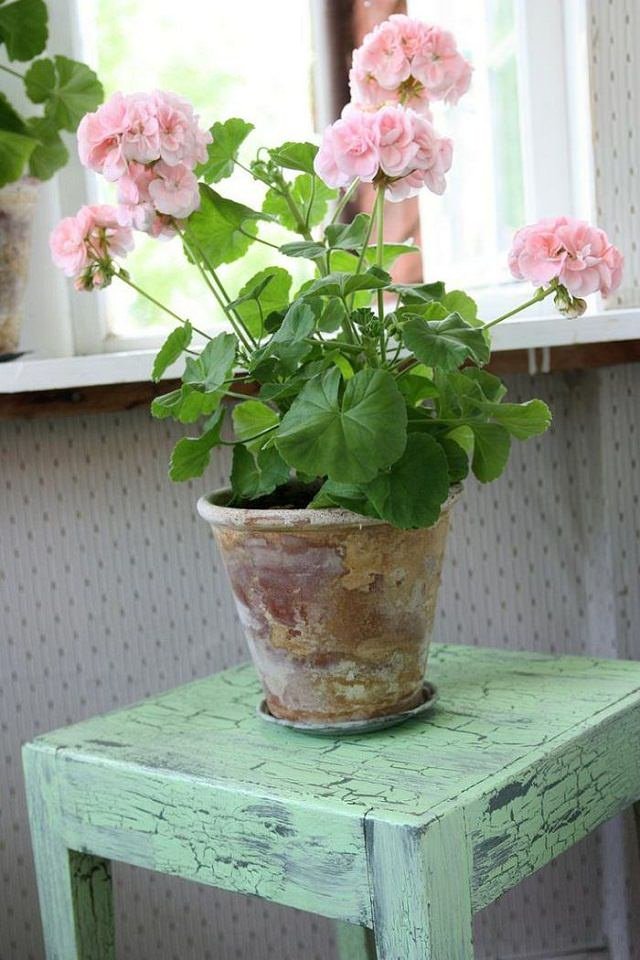 how-to-grow-geranium-indoors