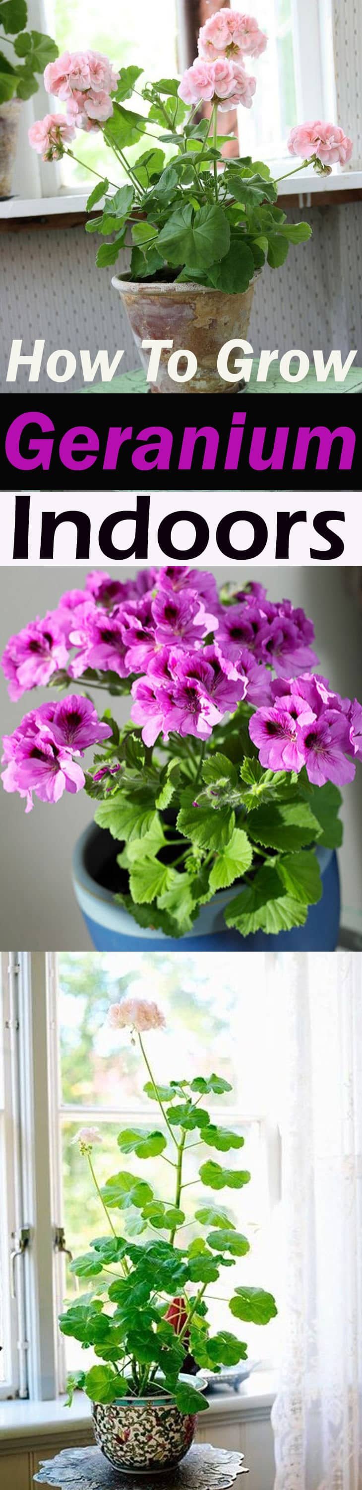 Learn how to grow geranium indoors, growing geranium as a houseplant will allow you to have them year round. Check out!