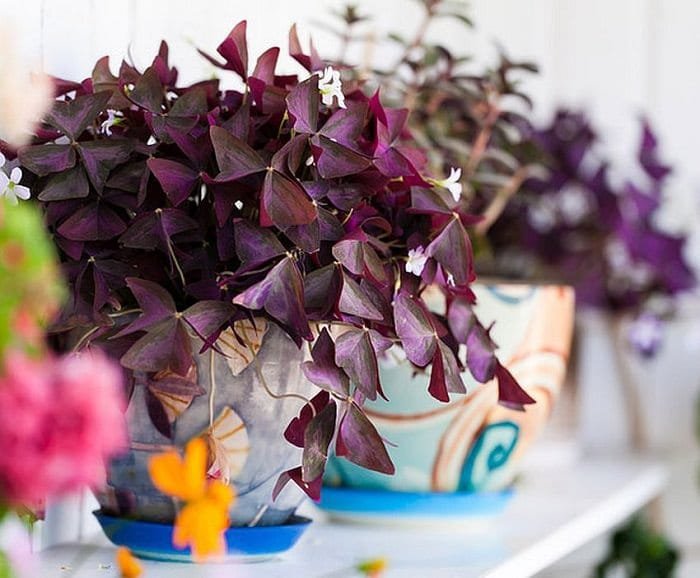 27 mejores plantas de interior con flores |  Plantas de Interior que Florecen 6