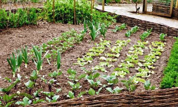 If you want to have a successful and most productive vegetable garden, do crop rotation. Learn everything you need to know in this informative guide!