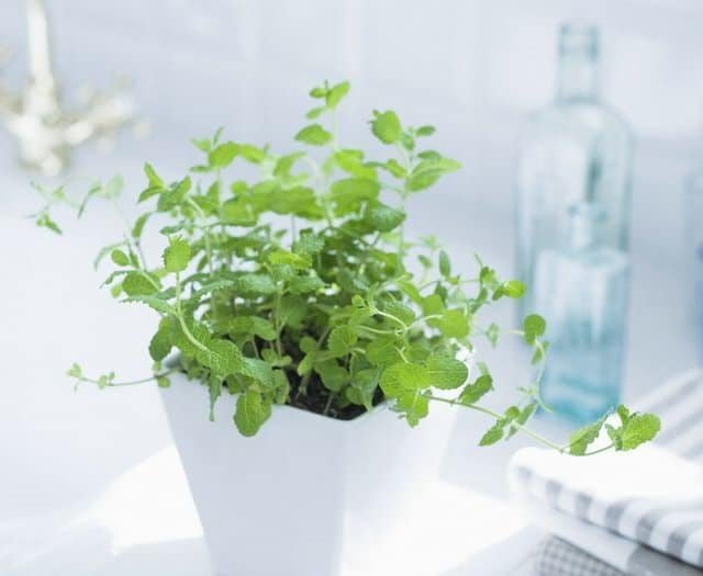 grow-mint-indoors