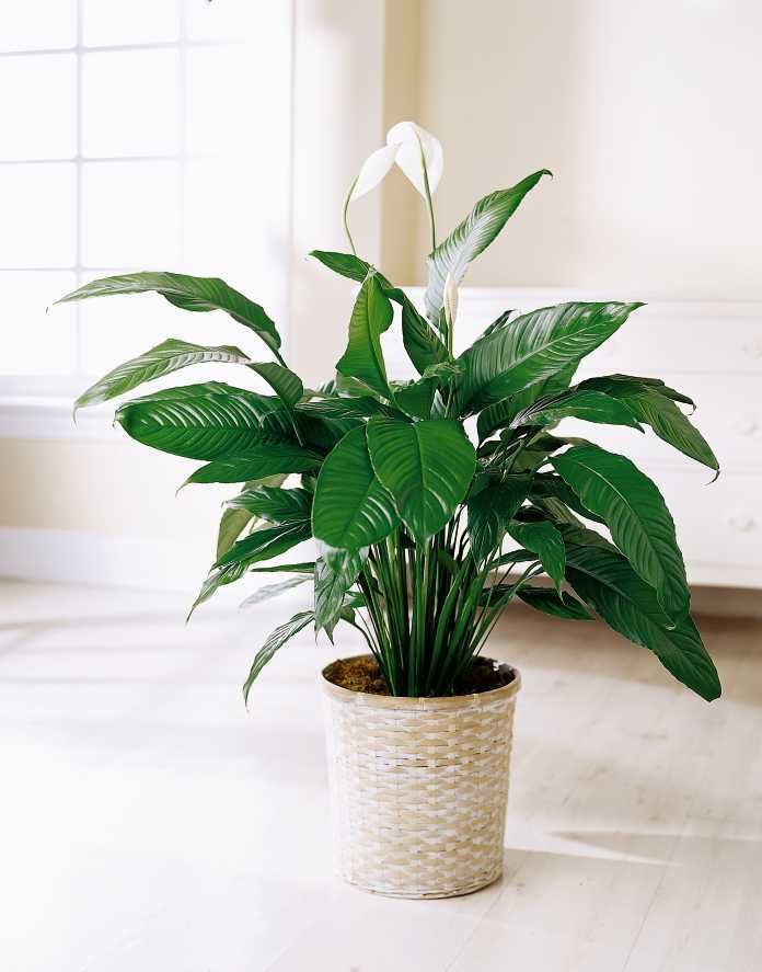 peace-lily-indoors