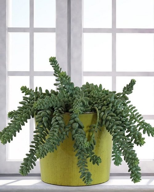 Best Indoor Succulents To Grow At Home