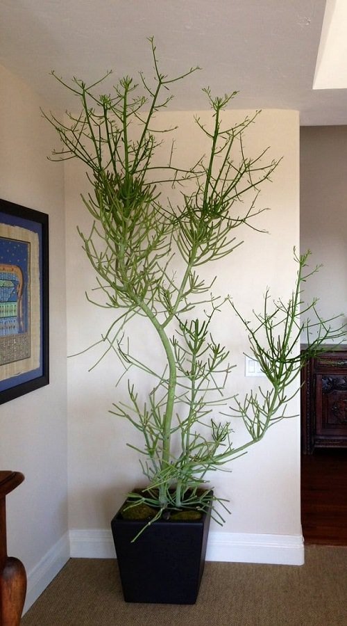 Grow Indoor Succulents at Home 3