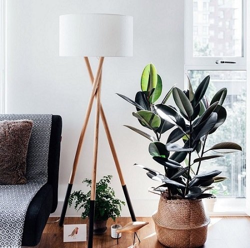 plants for a Restful Sleep 6