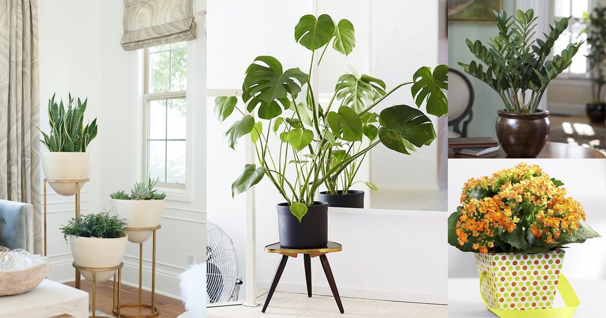 32 Beautiful Indoor House Plants That Are Also Easy To Maintain