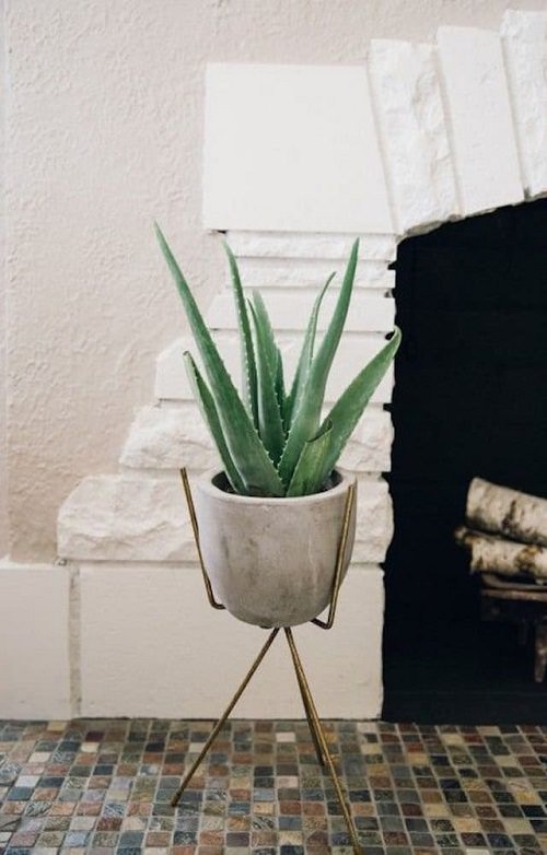 The Best Indoor Succulents for Home Growing 