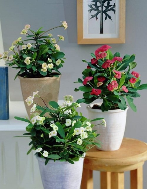The Best Indoor Plants for Succulents 