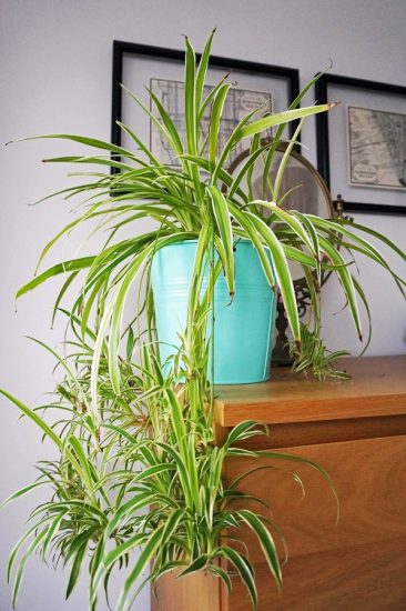 Warm Up Your Home this Winter with these Colorful Houseplants