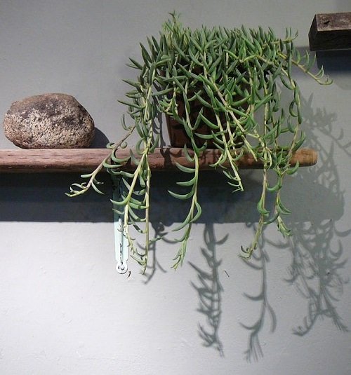 Grow Indoor Succulents at Home
