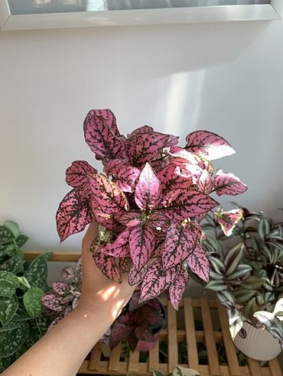 Warm Up Your Home this Winter with these Colorful Houseplants