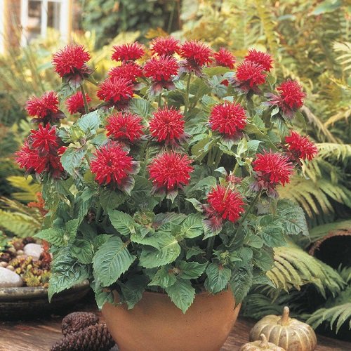 Red Outdoor Plants 2