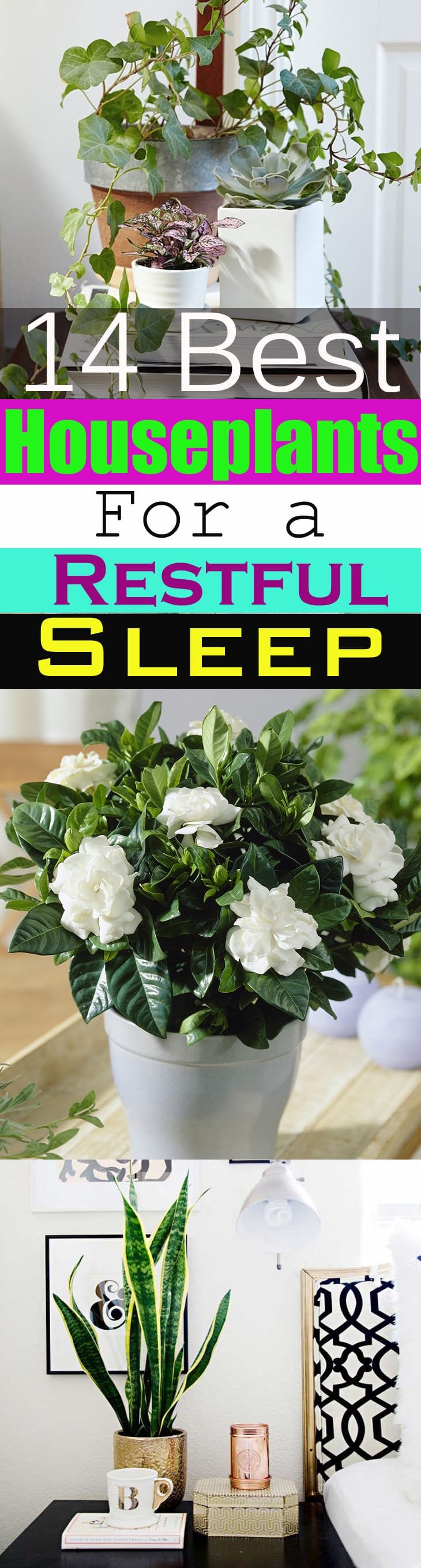 Plants grown indoors bring nature into the home but do you know there are plants that can help you sleep better? 14 Best Houseplants for a Restful Sleep. Take a look!