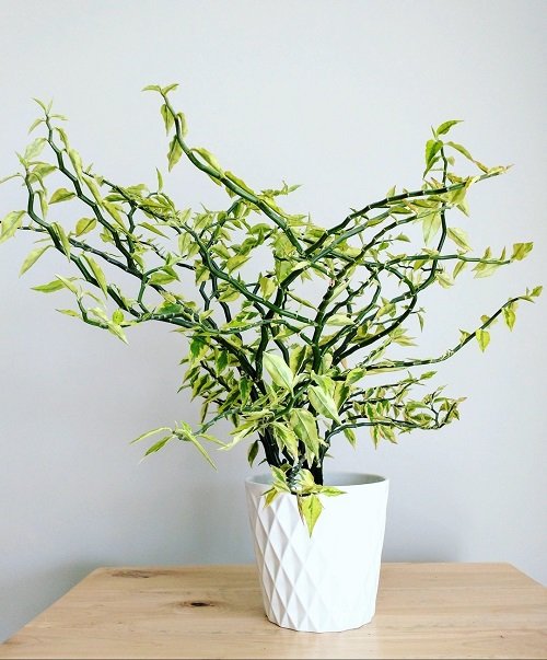 Best Indoor Succulents To Grow At Home 5