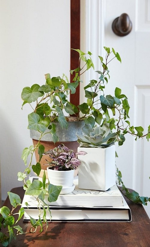 houseplants that are use for Restful Sleep 10