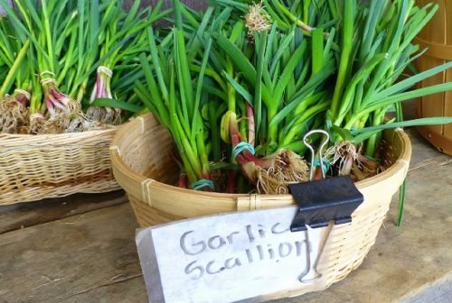 Growing Garlic in Pots 9
